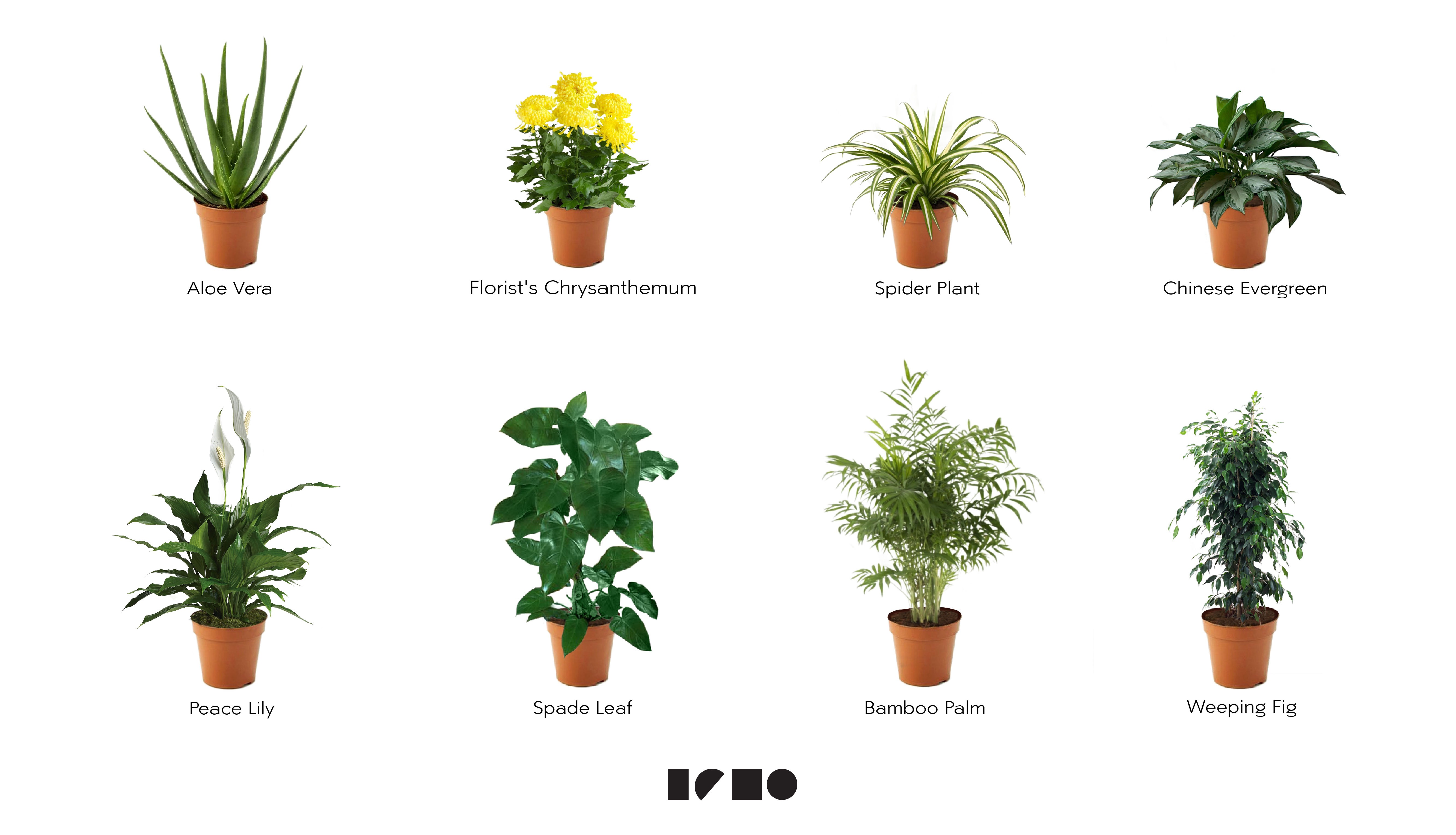 Air purifying plants air purifying plants in subtropical regions